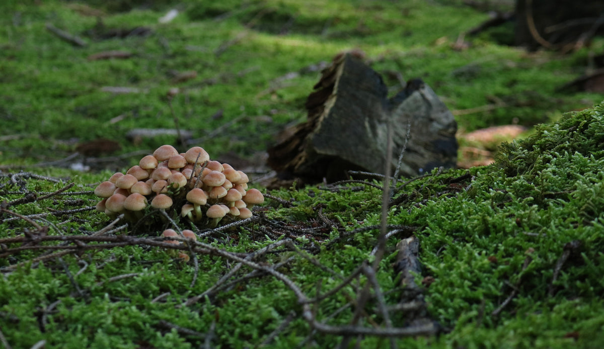 Pilze auf moosigem Waldboden im Herbst
