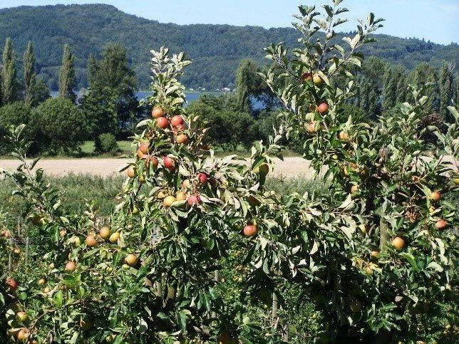 Apfelbäume im Obstgarten von Maria Laach