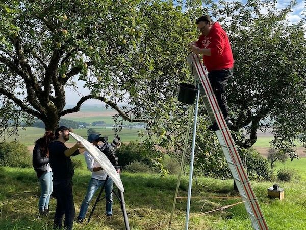 Obsternte mit Leiter auf einer Streuobstwiese bei Euelsberger