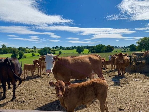 Rinder und Kälber auf einer Weide bei Eifel Good