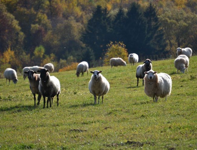 Schafherde auf einer grünen Weide bei Lapinchen