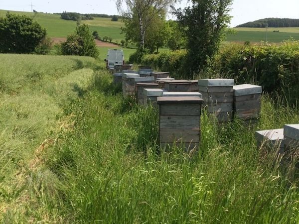 Bienenstöcke der Imkerei Windisch auf einer Wiese
