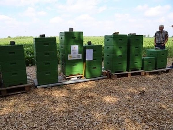 Grüne Bienenkästen am Standort der Imkerei Heiser