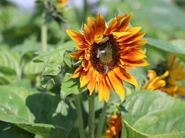 Bienen auf einer Sonnenblüte bei der Imkerei Heiser