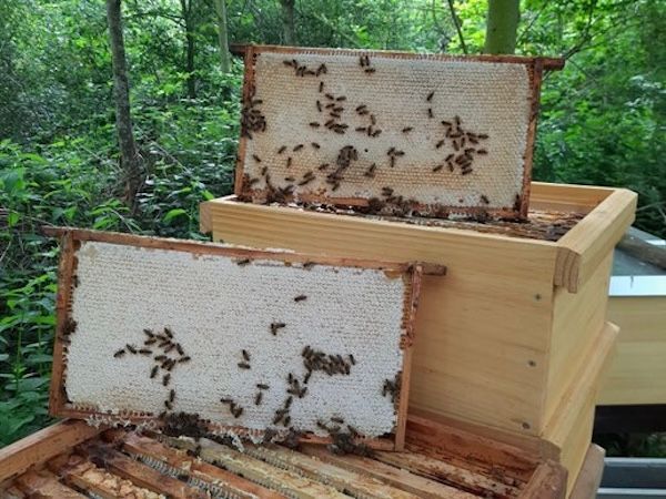 Honigwaben mit Bienen an geöffneten Bienenkästen der Imkerei Heiser